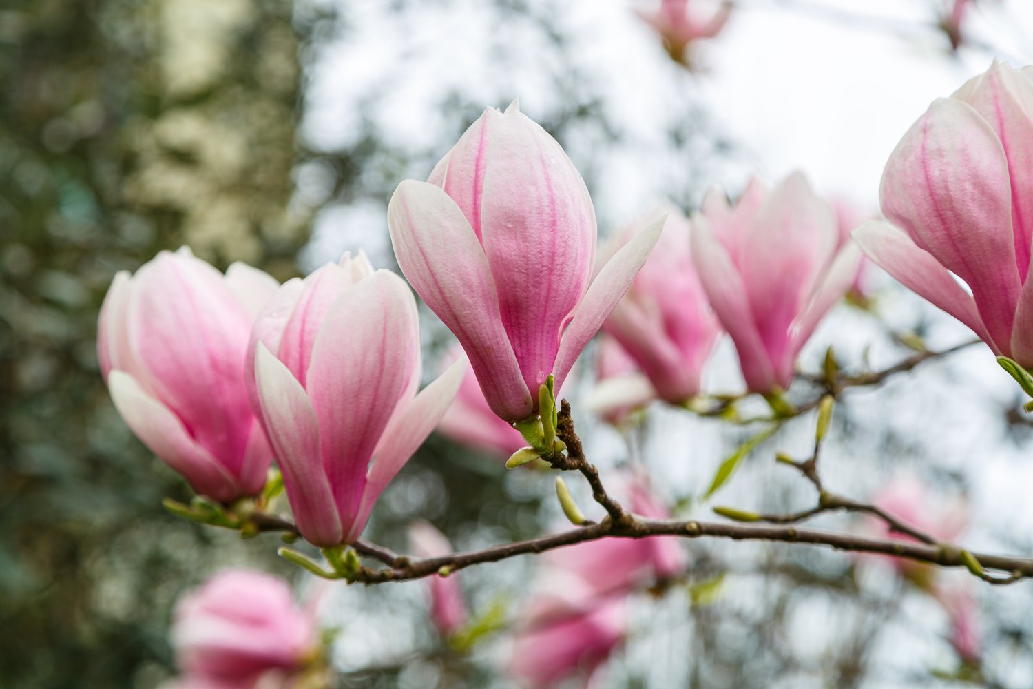 Magnolia × soulangeana