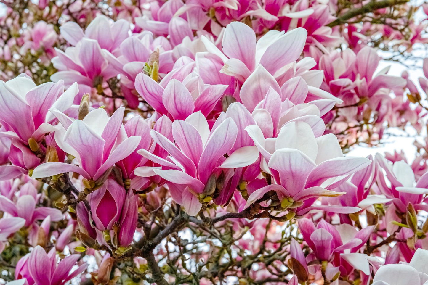 Magnolia × soulangeana
