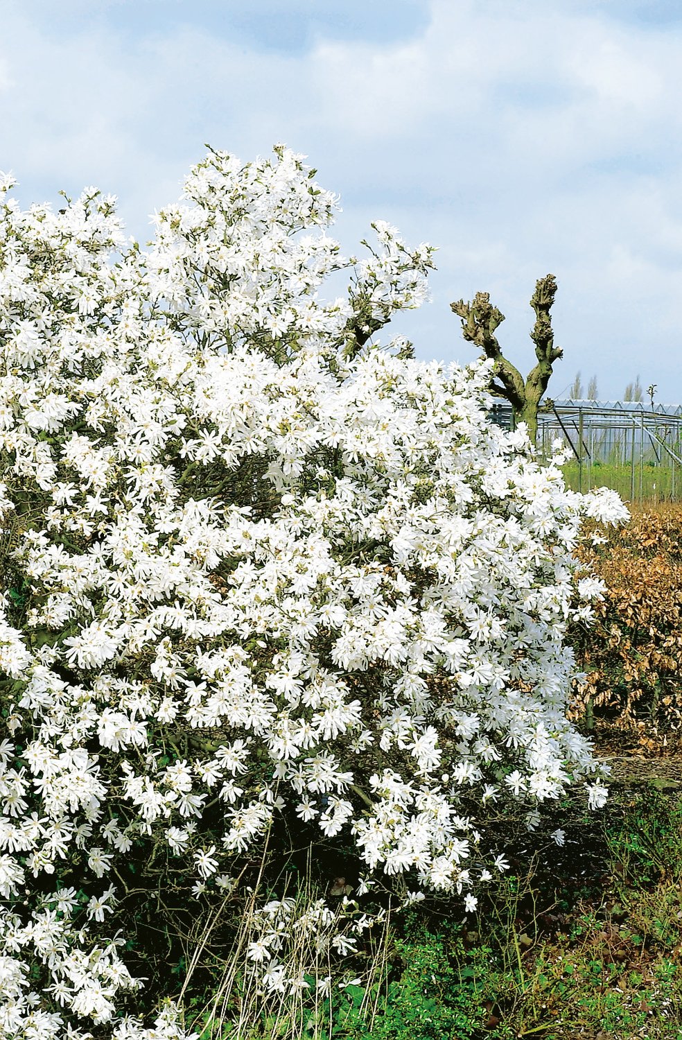 Magnolia stellata 'Royal Star'