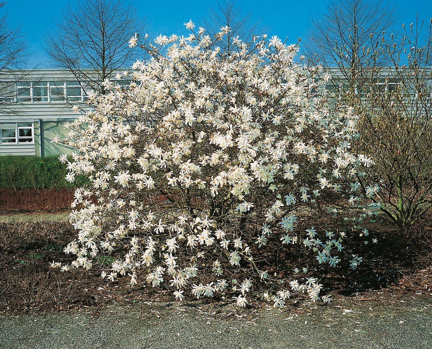 Magnolia stellata 'Royal Star'