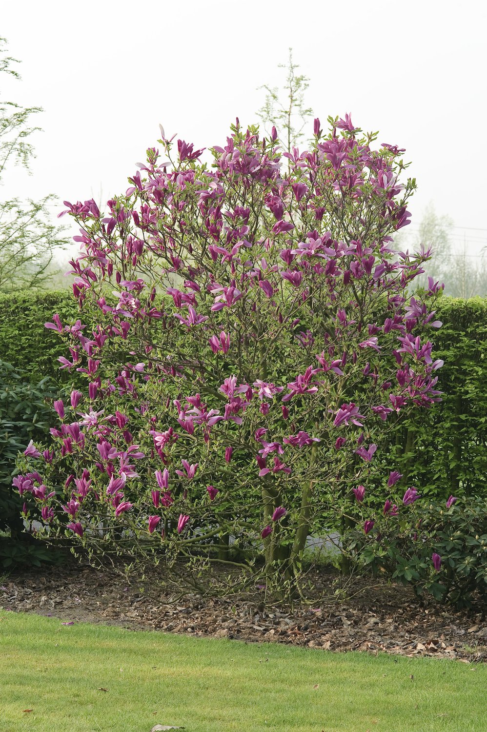 Magnolia 'Susan'