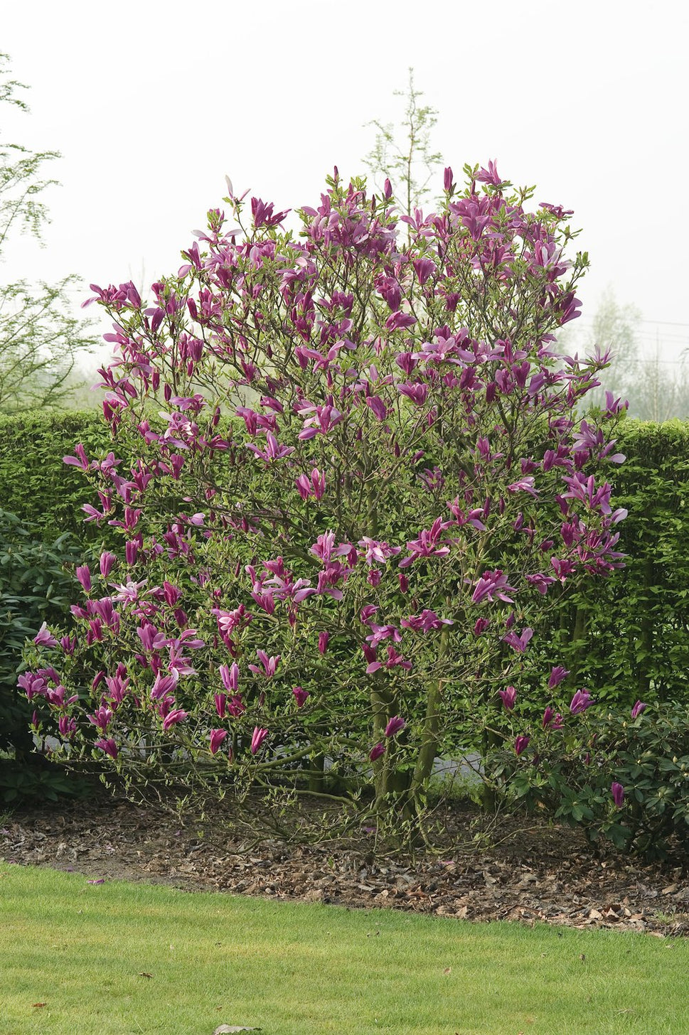 Magnolia 'Susan'