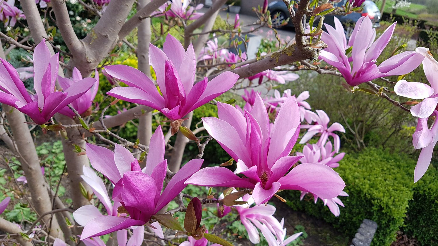 Magnolia 'Susan'