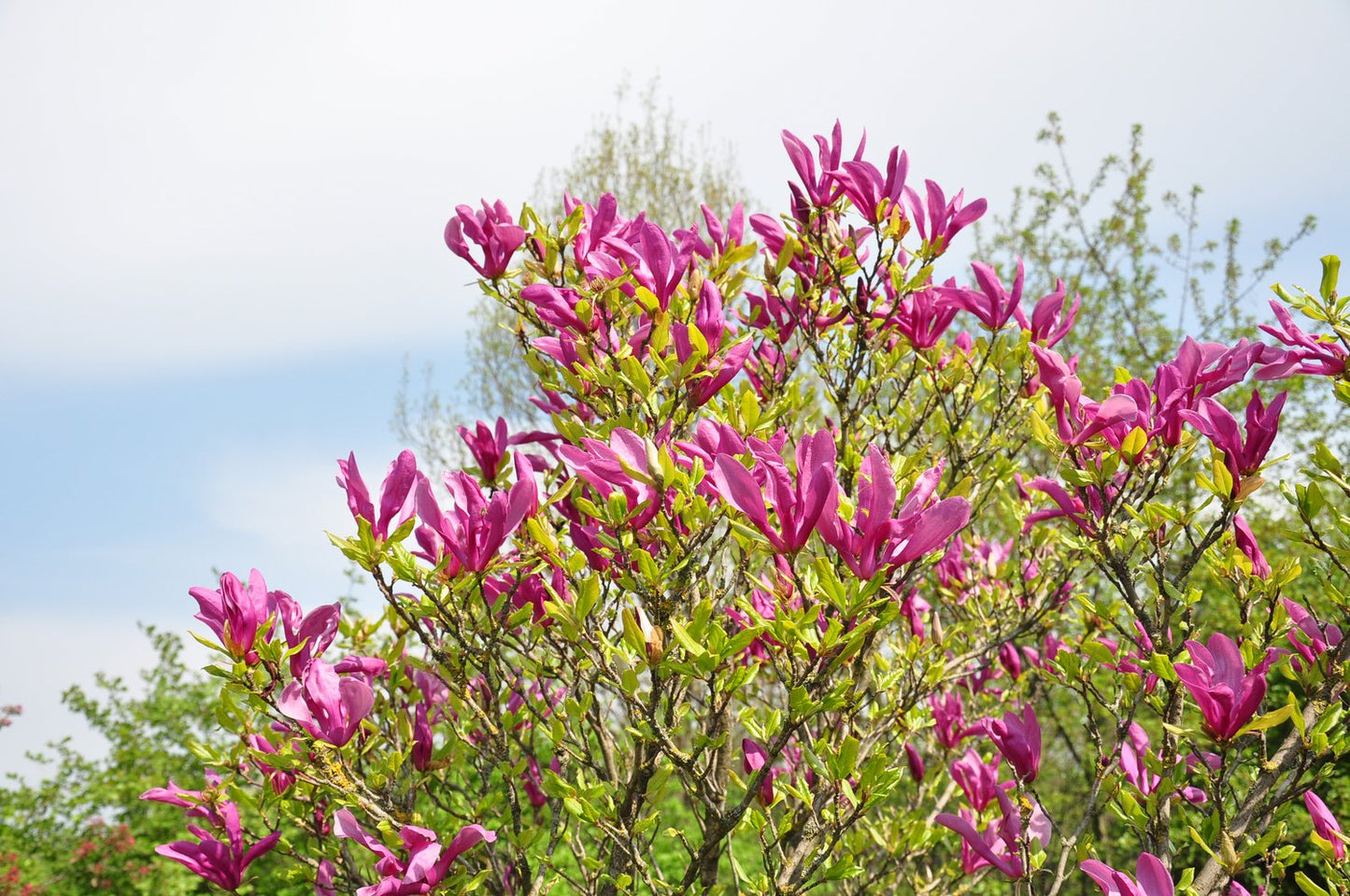 Magnolia 'Susan'