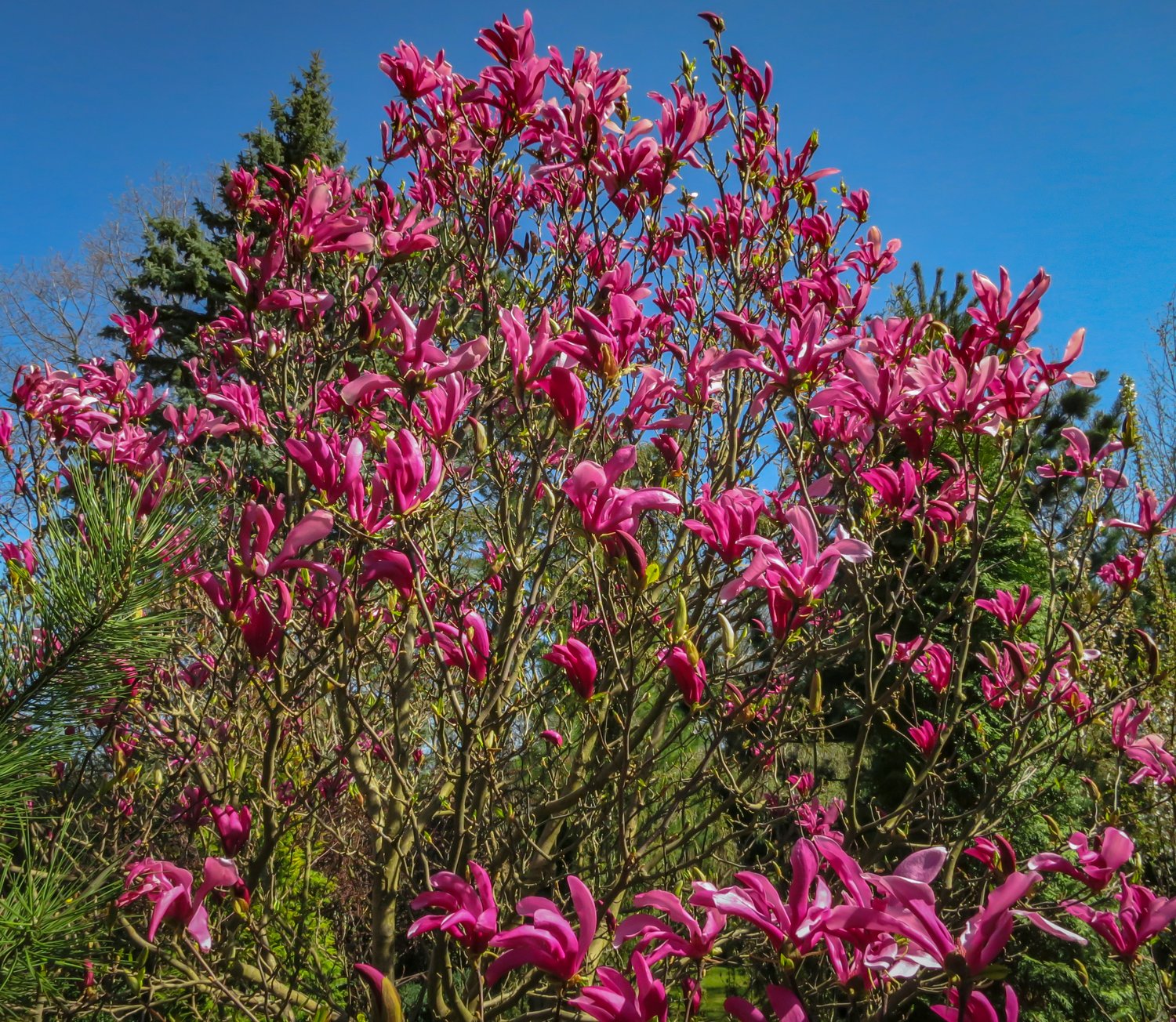 Magnolia 'Susan'