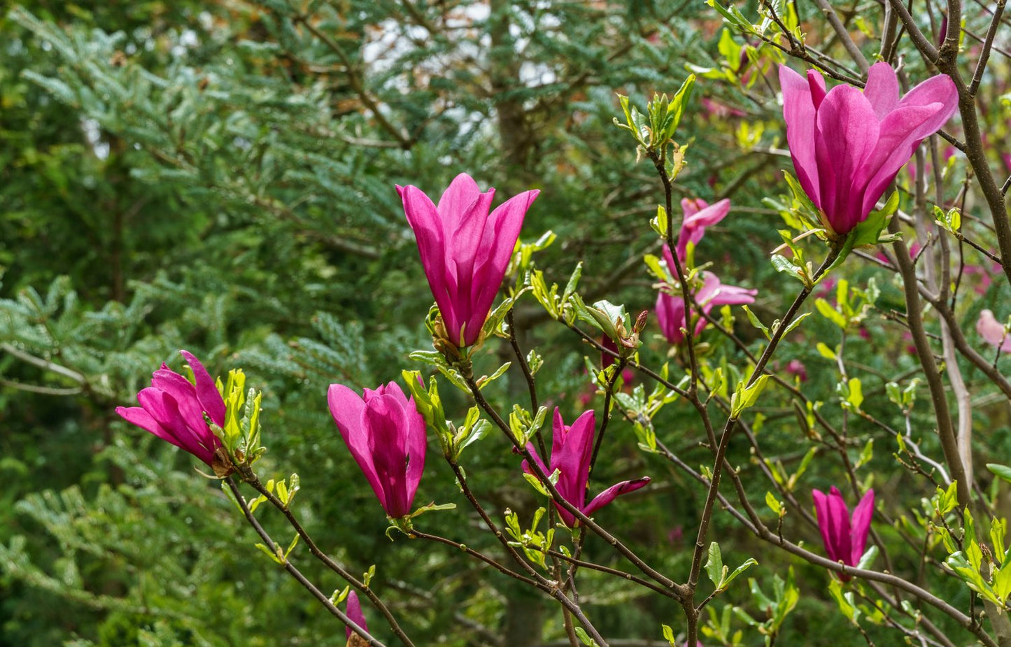 Magnolia 'Susan'