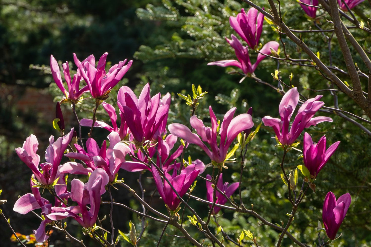 Magnolia 'Susan'