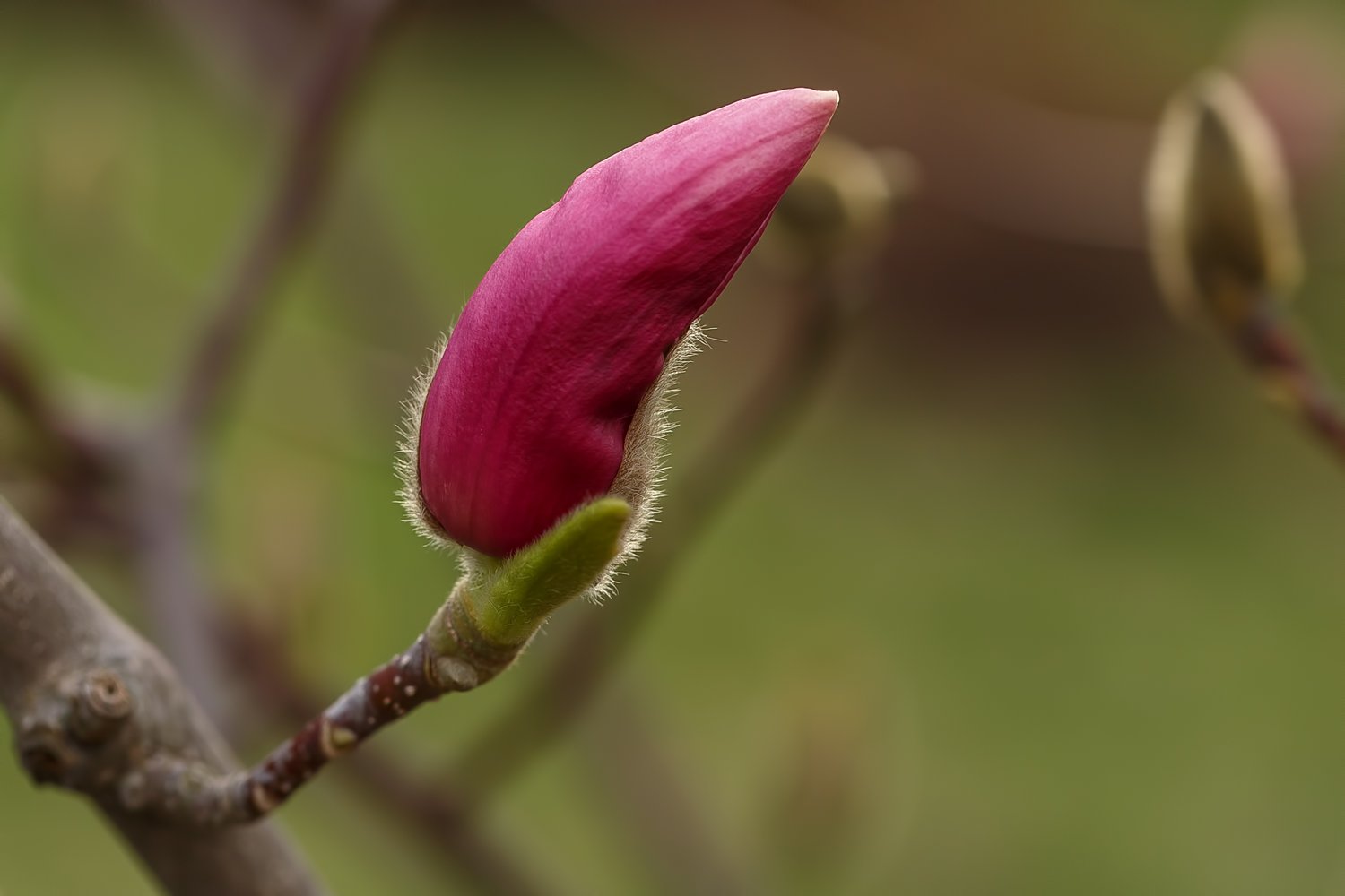 Magnolia 'Susan'