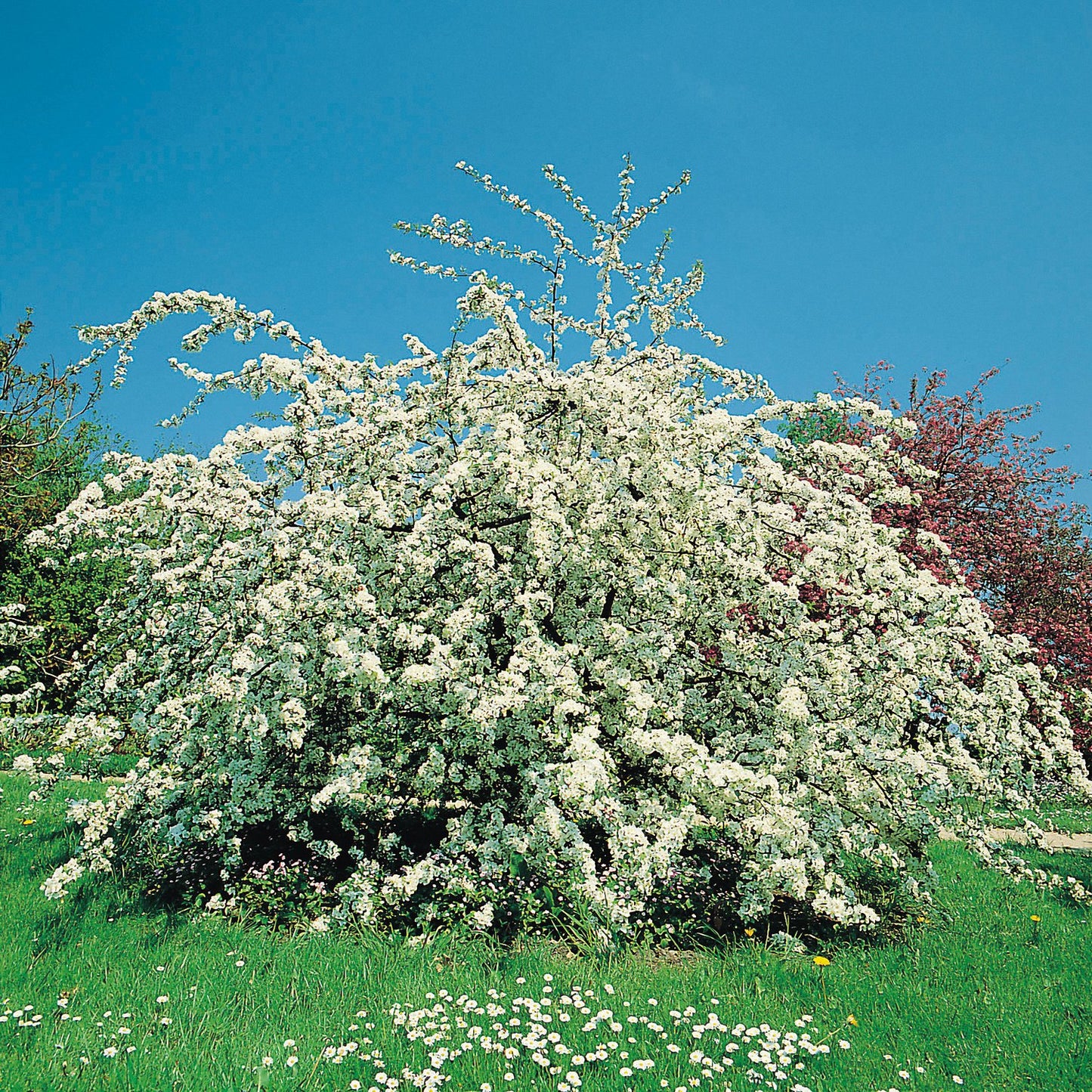 Malus toringo var. sargentii