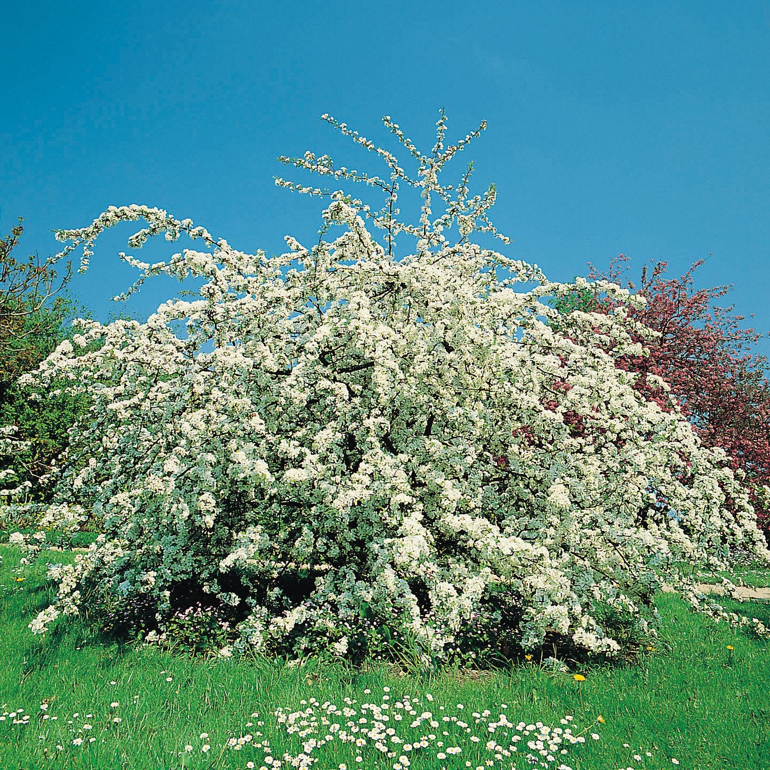 Malus toringo var. sargentii