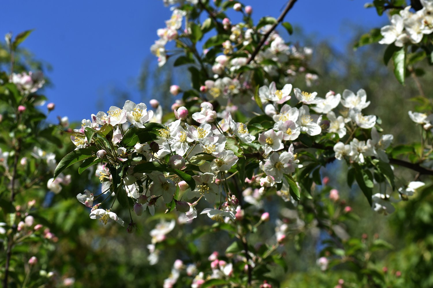 Malus toringo var. sargentii
