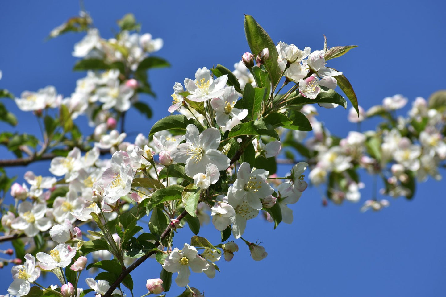 Malus toringo var. sargentii