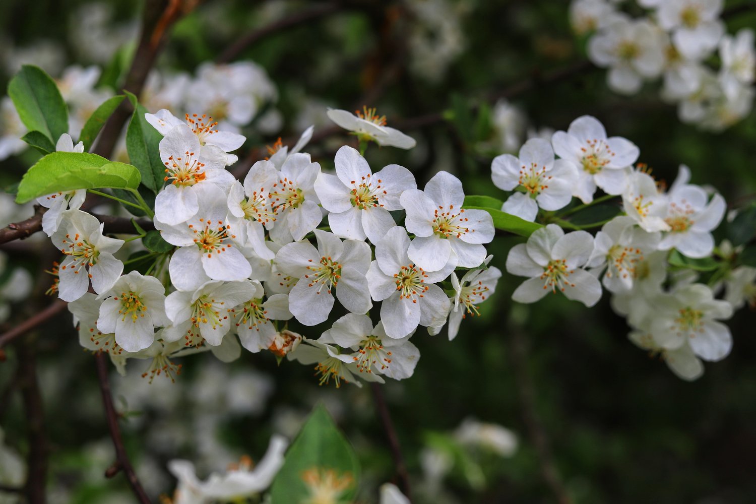 Malus toringo var. sargentii