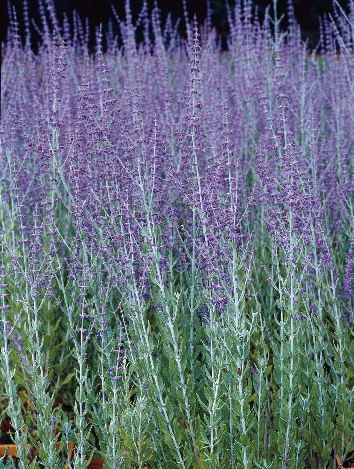 Perovskia 'Blue Spire'