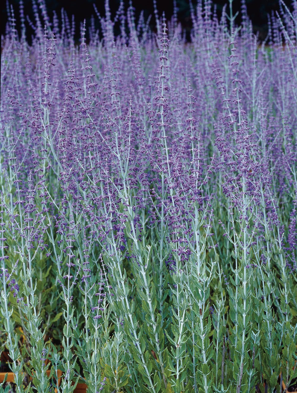 Perovskia 'Blue Spire'