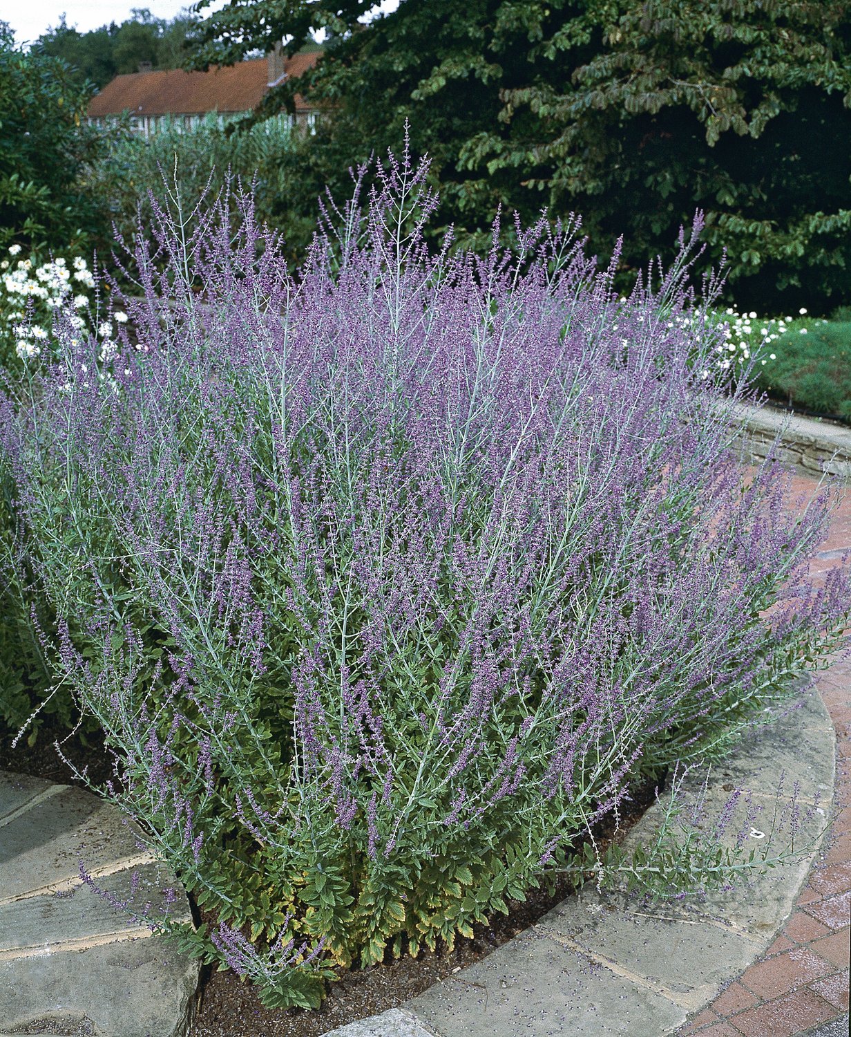 Perovskia 'Blue Spire'