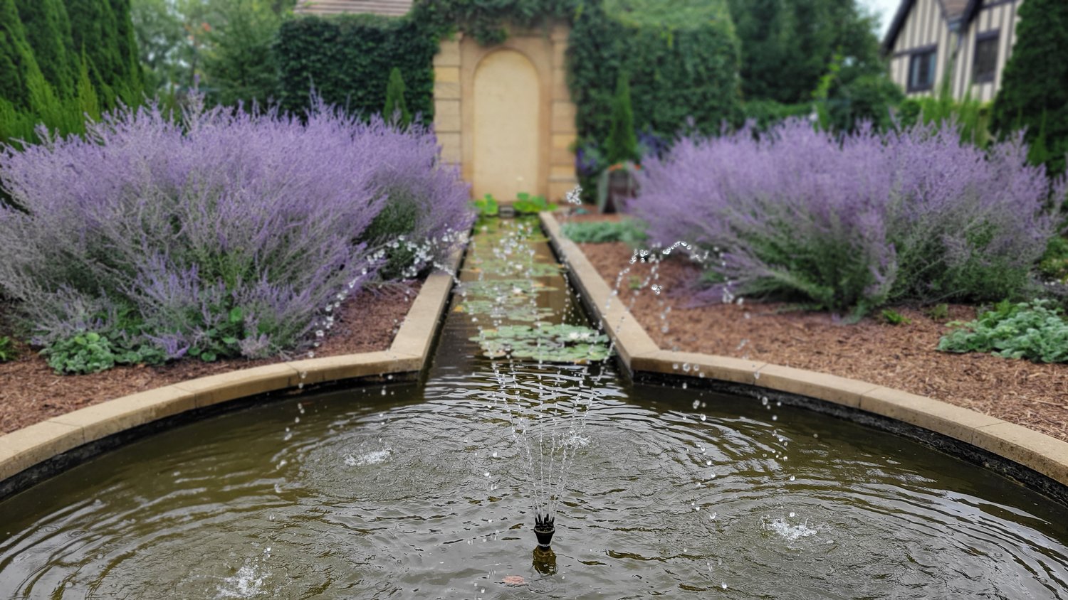 Perovskia 'Blue Spire'