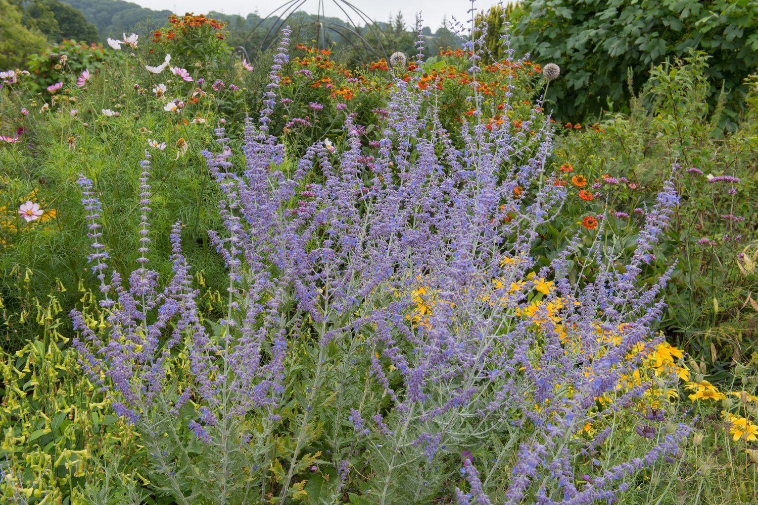 Perovskia 'Blue Spire'