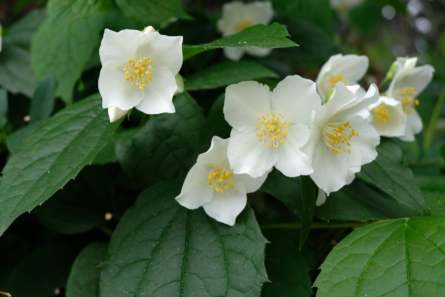 Philadelphus coronarius 'Finn'
