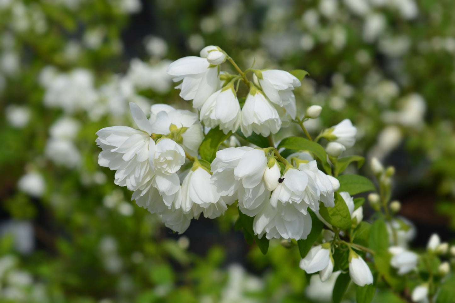 Philadelphus (Virginalis-Gruppen) 'Virginal'