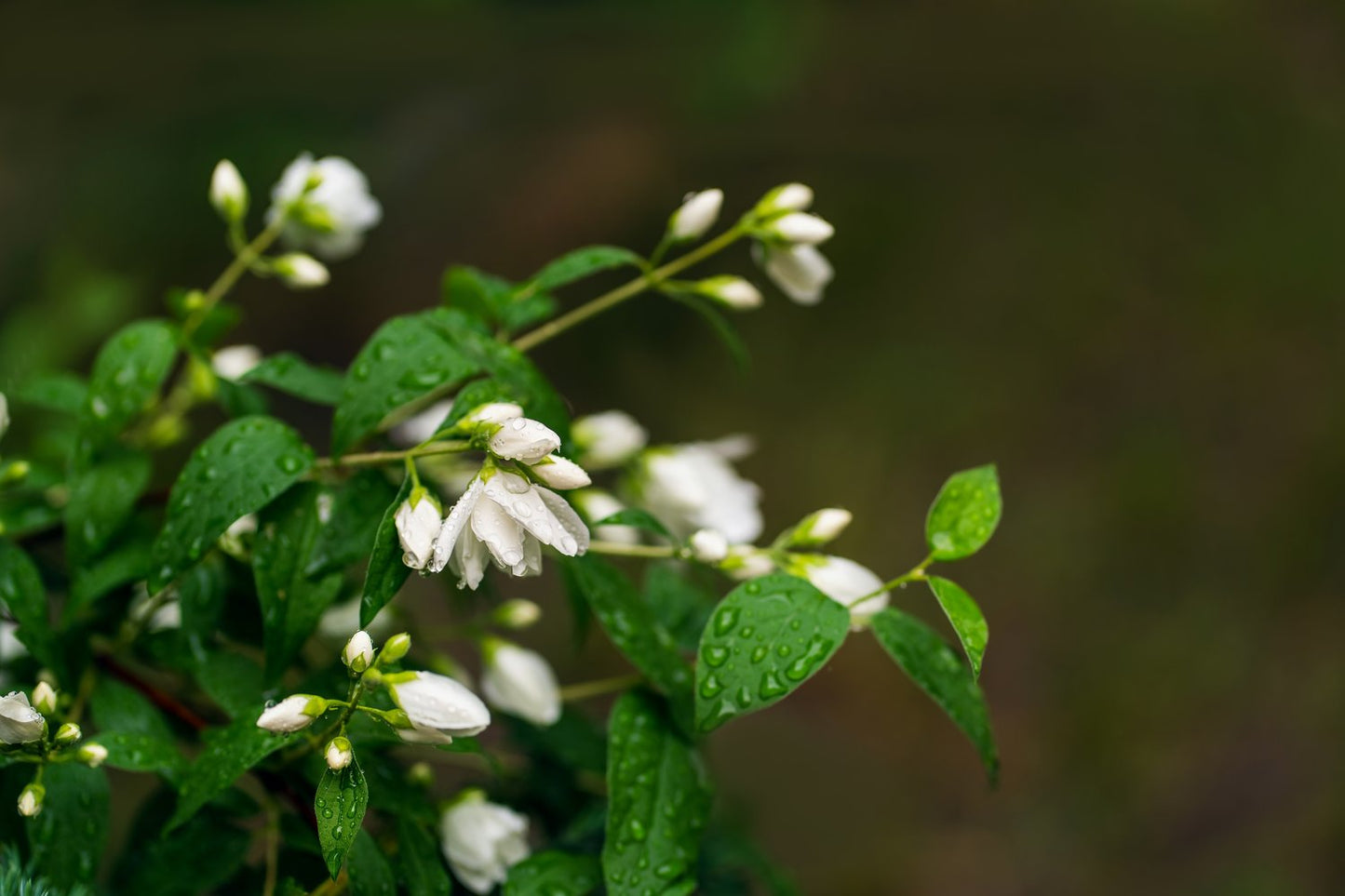 Philadelphus (Virginalis-Gruppen) 'Virginal'