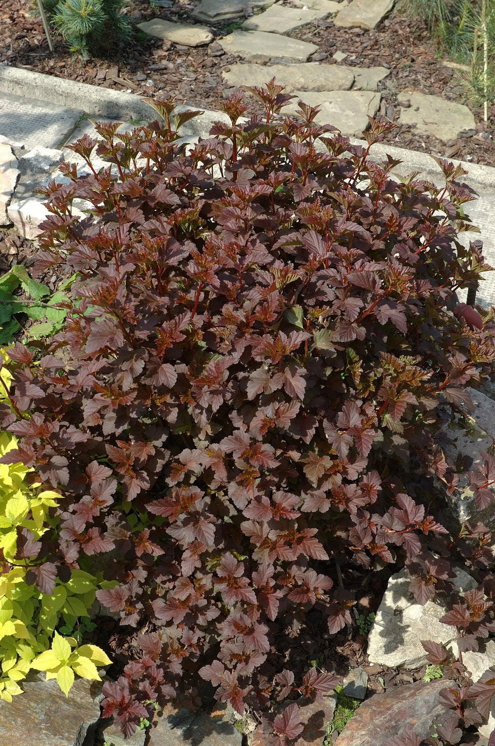 Physocarpus opulifolius 'Diabolo'