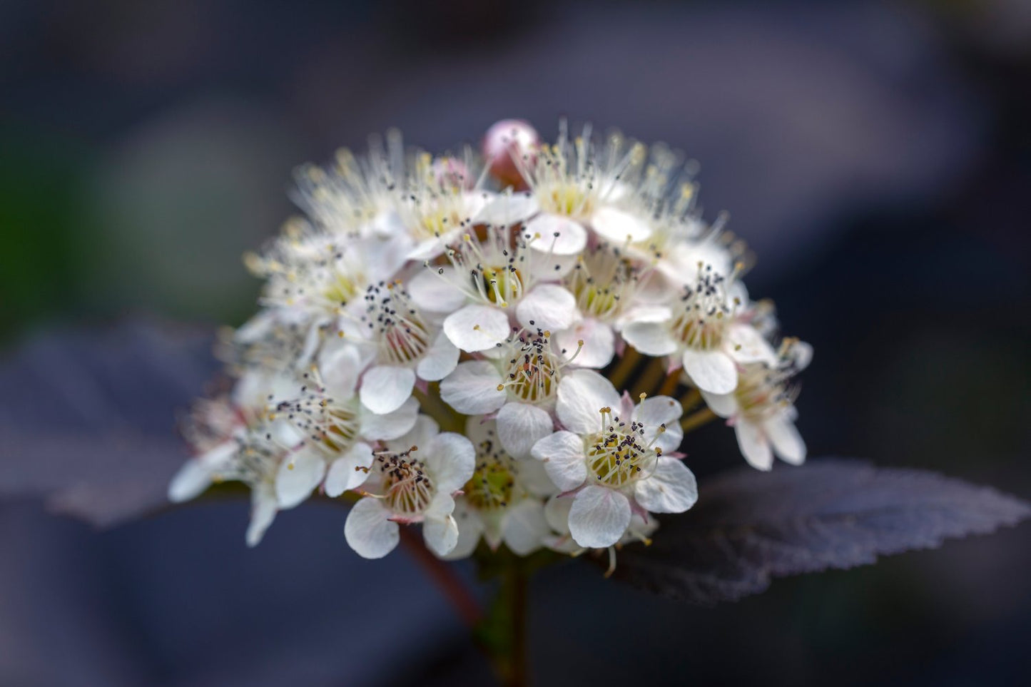 Physocarpus opulifolius 'Diabolo'
