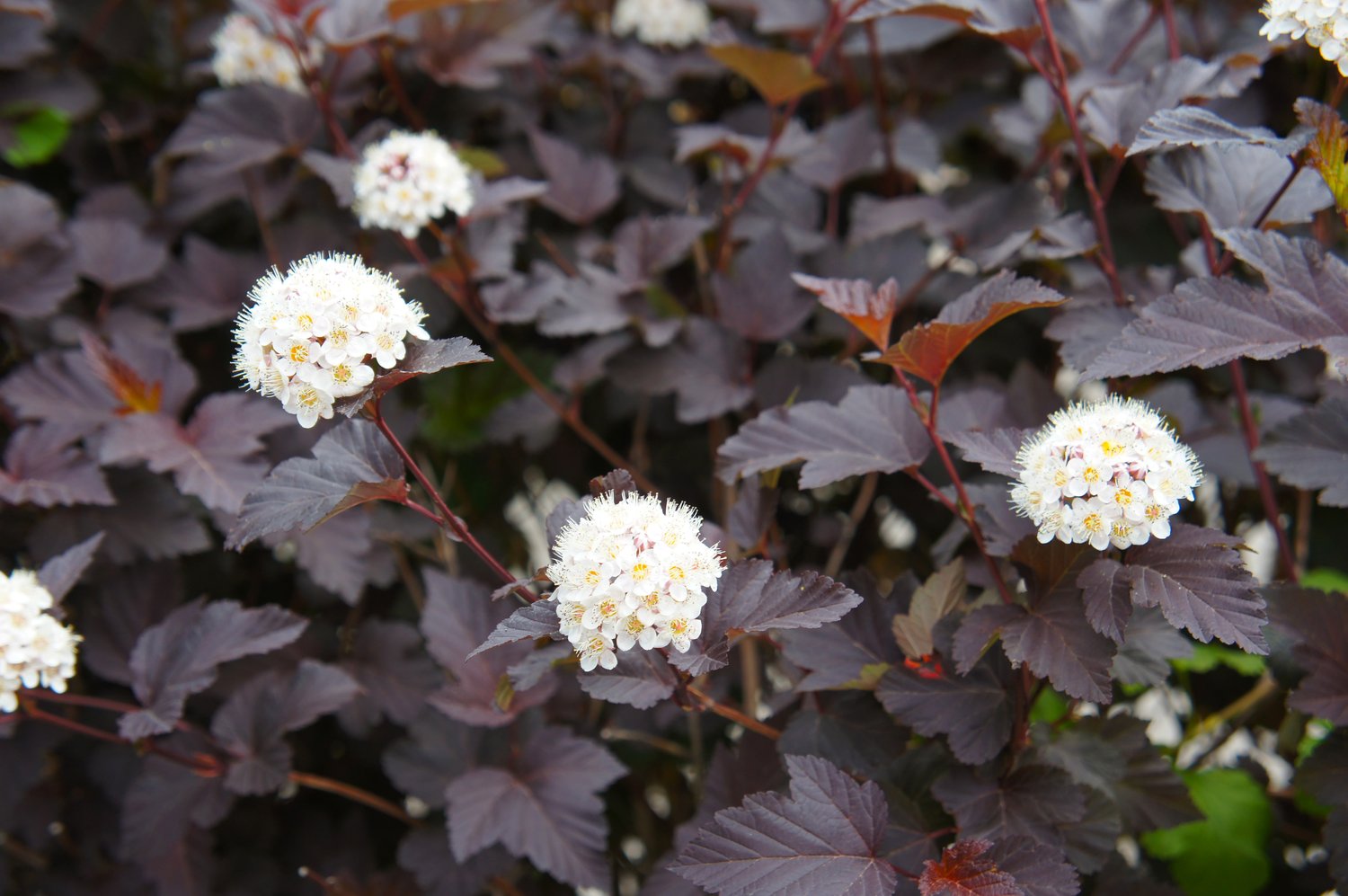 Physocarpus opulifolius 'Diabolo'