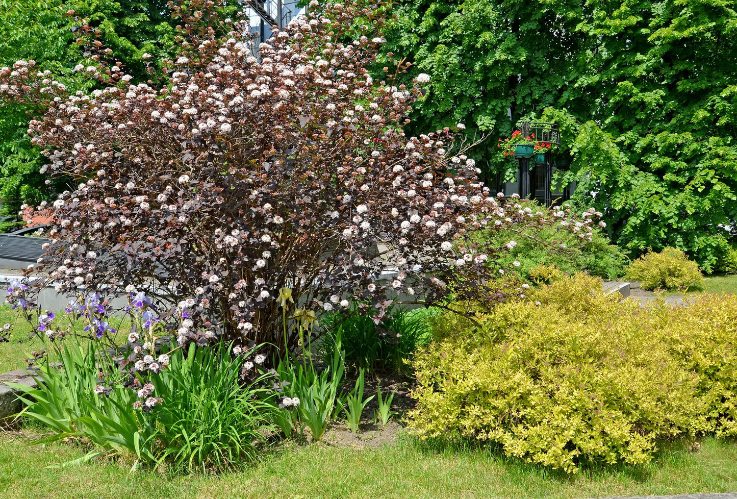 Physocarpus opulifolius 'Diabolo'