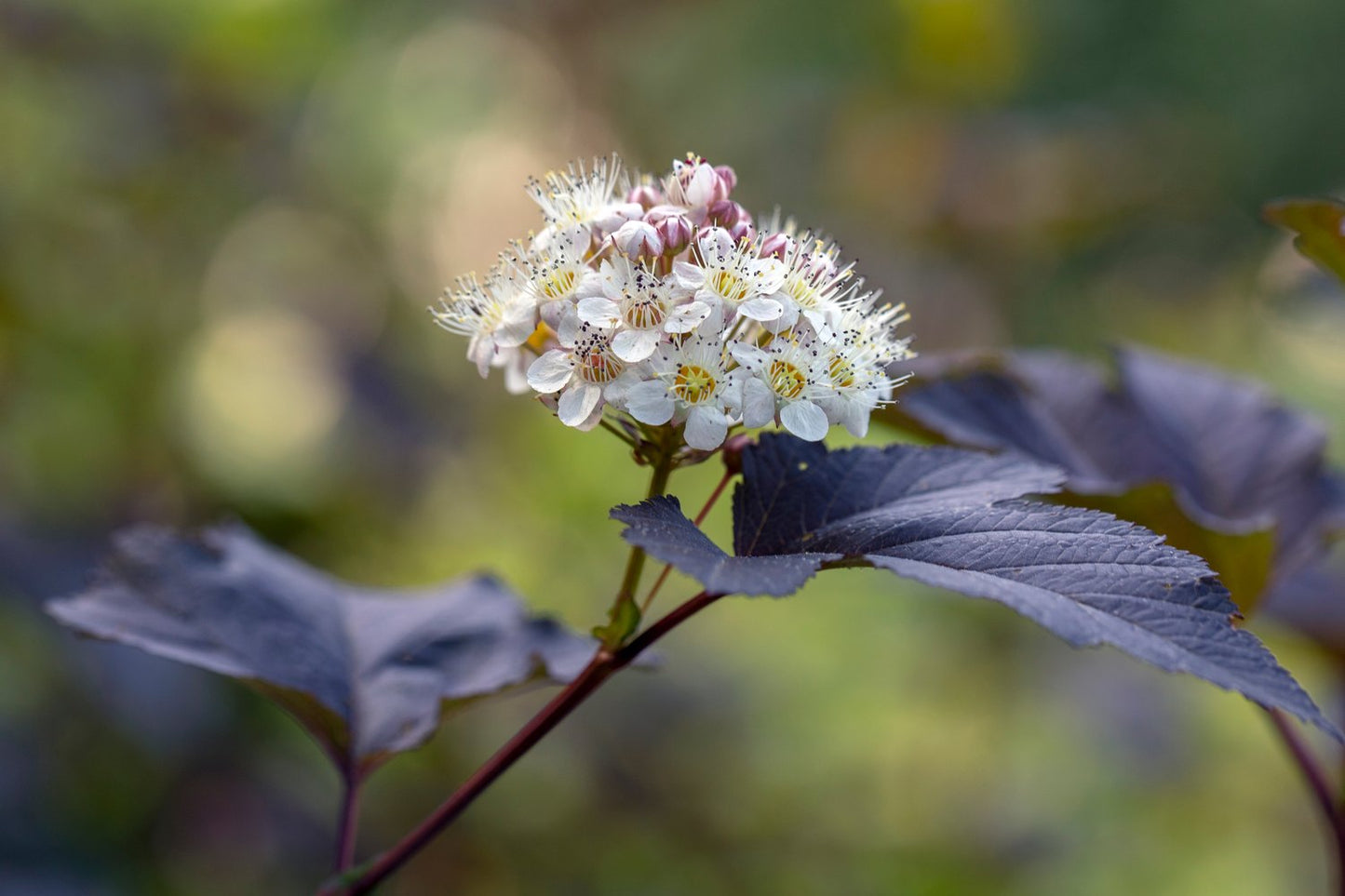 Physocarpus opulifolius 'Diabolo'