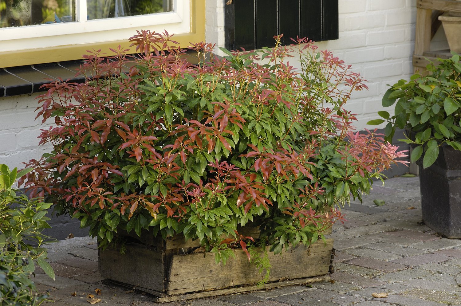 Pieris japonica Mountain Fire