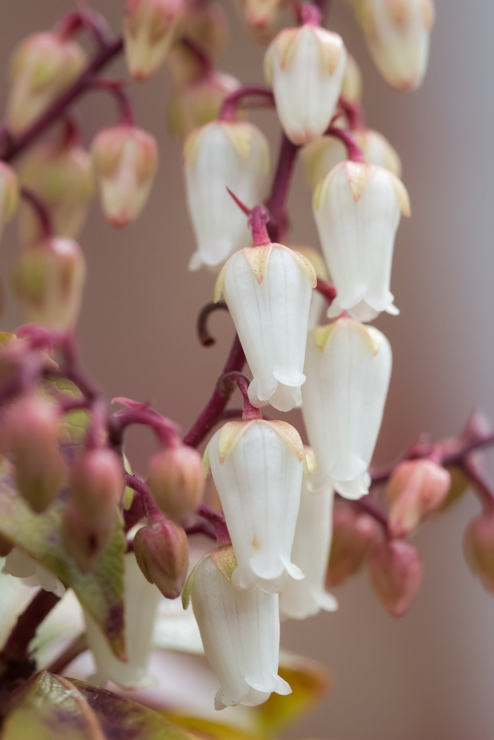 Pieris japonica Mountain Fire