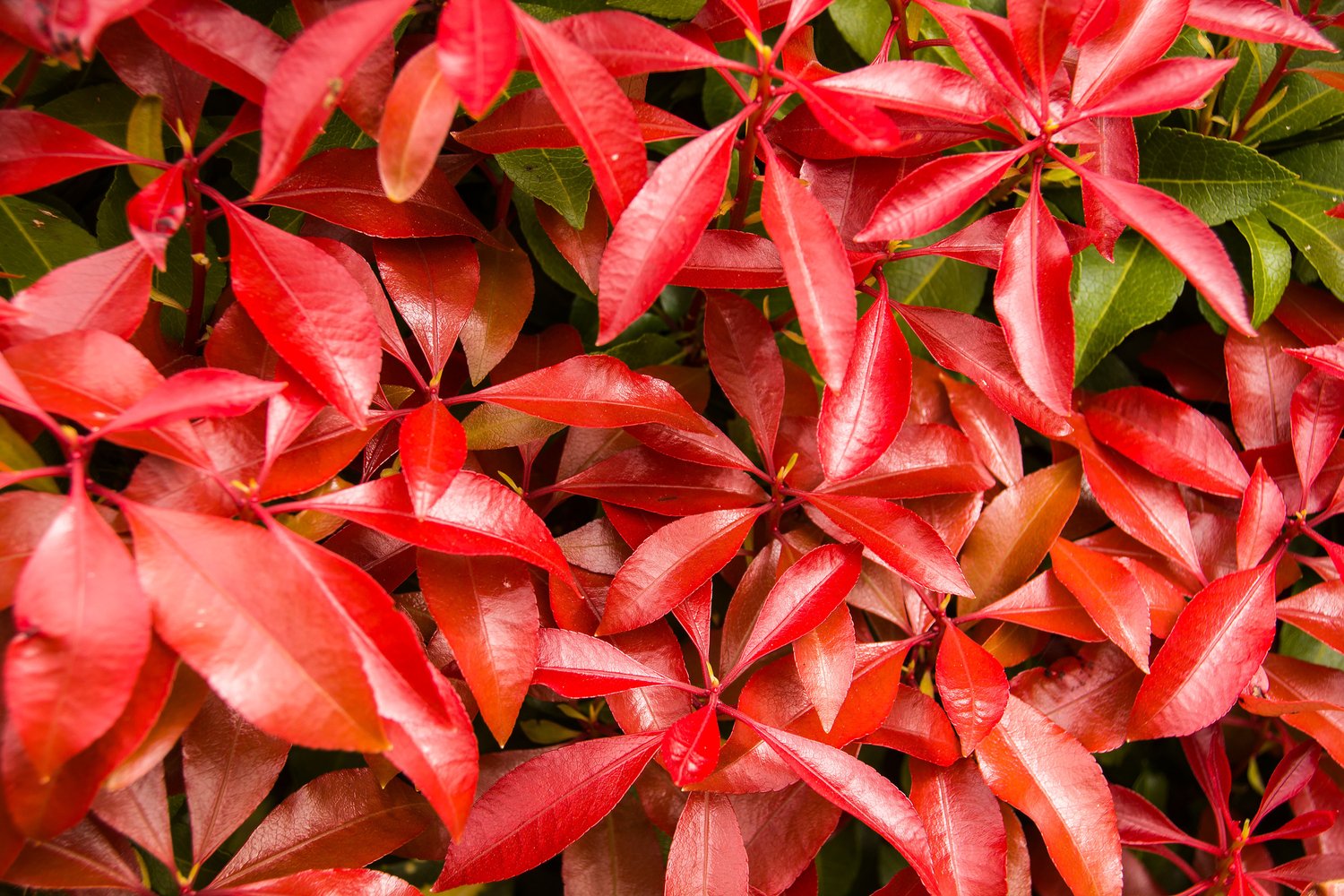 Pieris japonica Mountain Fire
