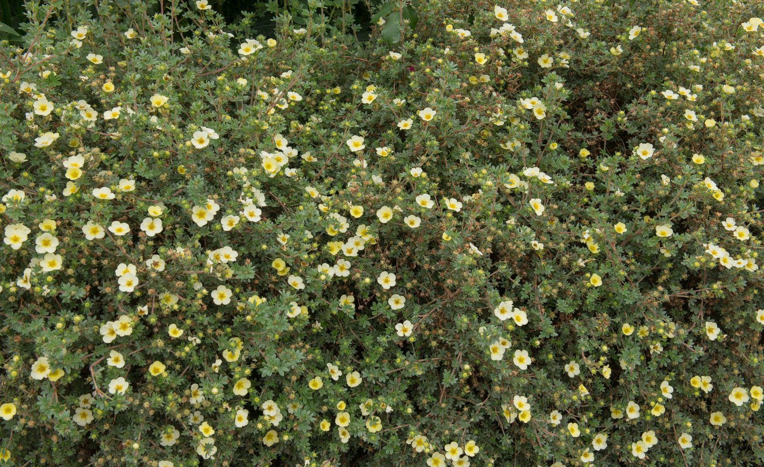 Dasiphora (Frut.) 'Limelight'