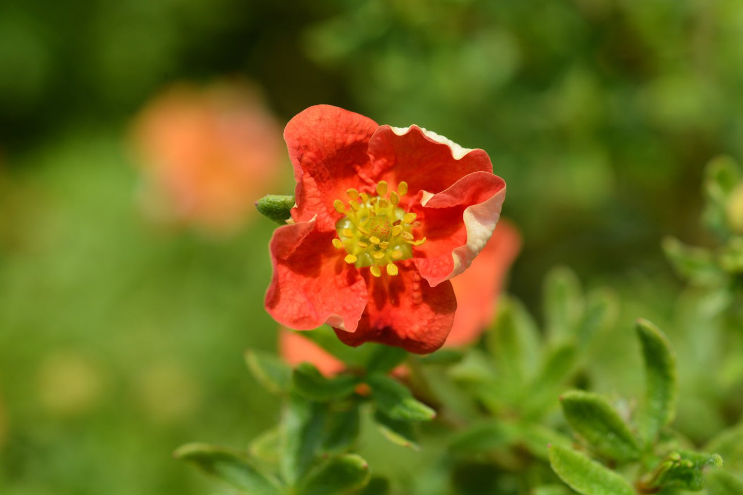 Dasiphora (Frut.) Marian Red Robin