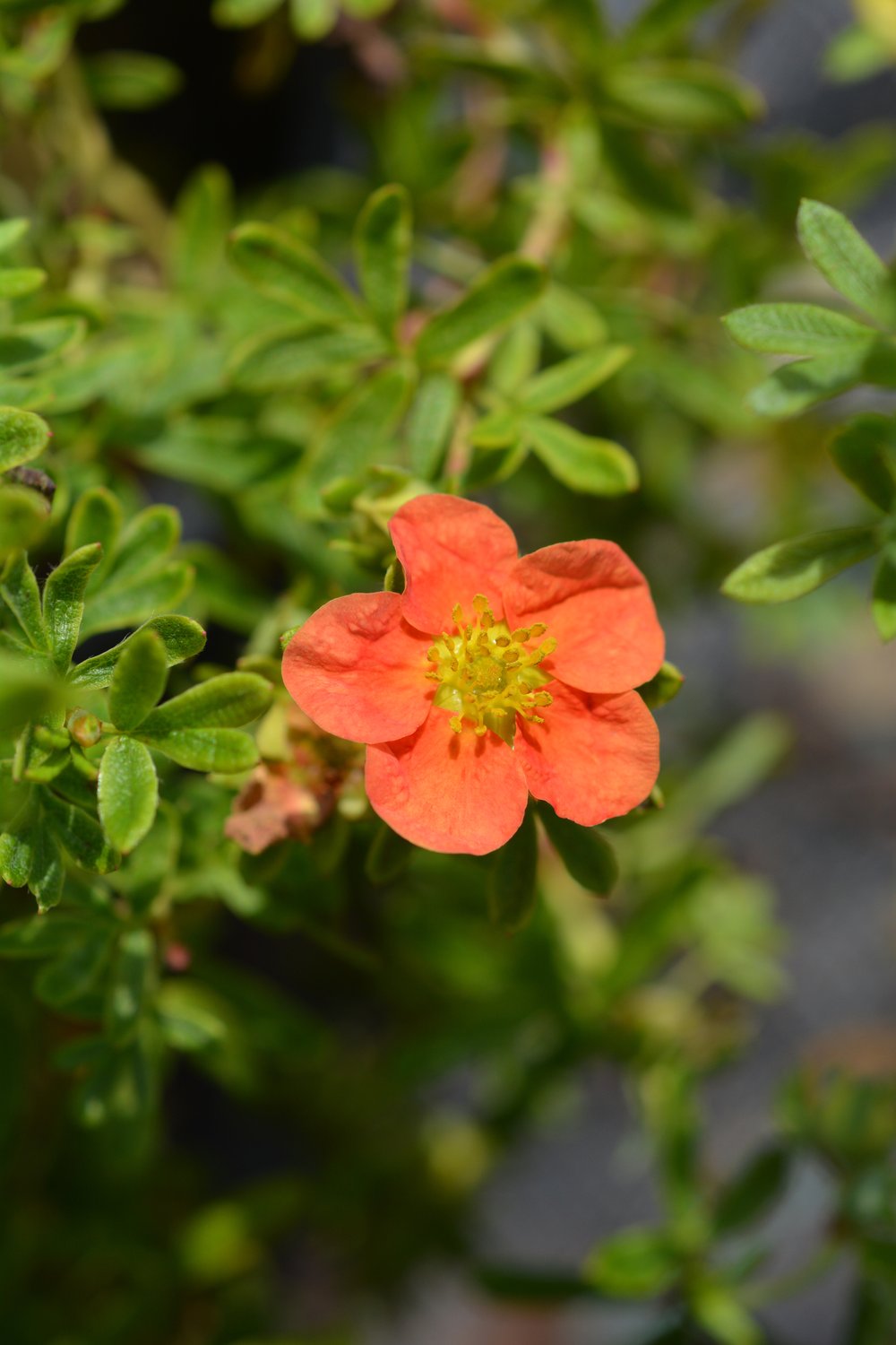 Dasiphora (Frut.) Marian Red Robin