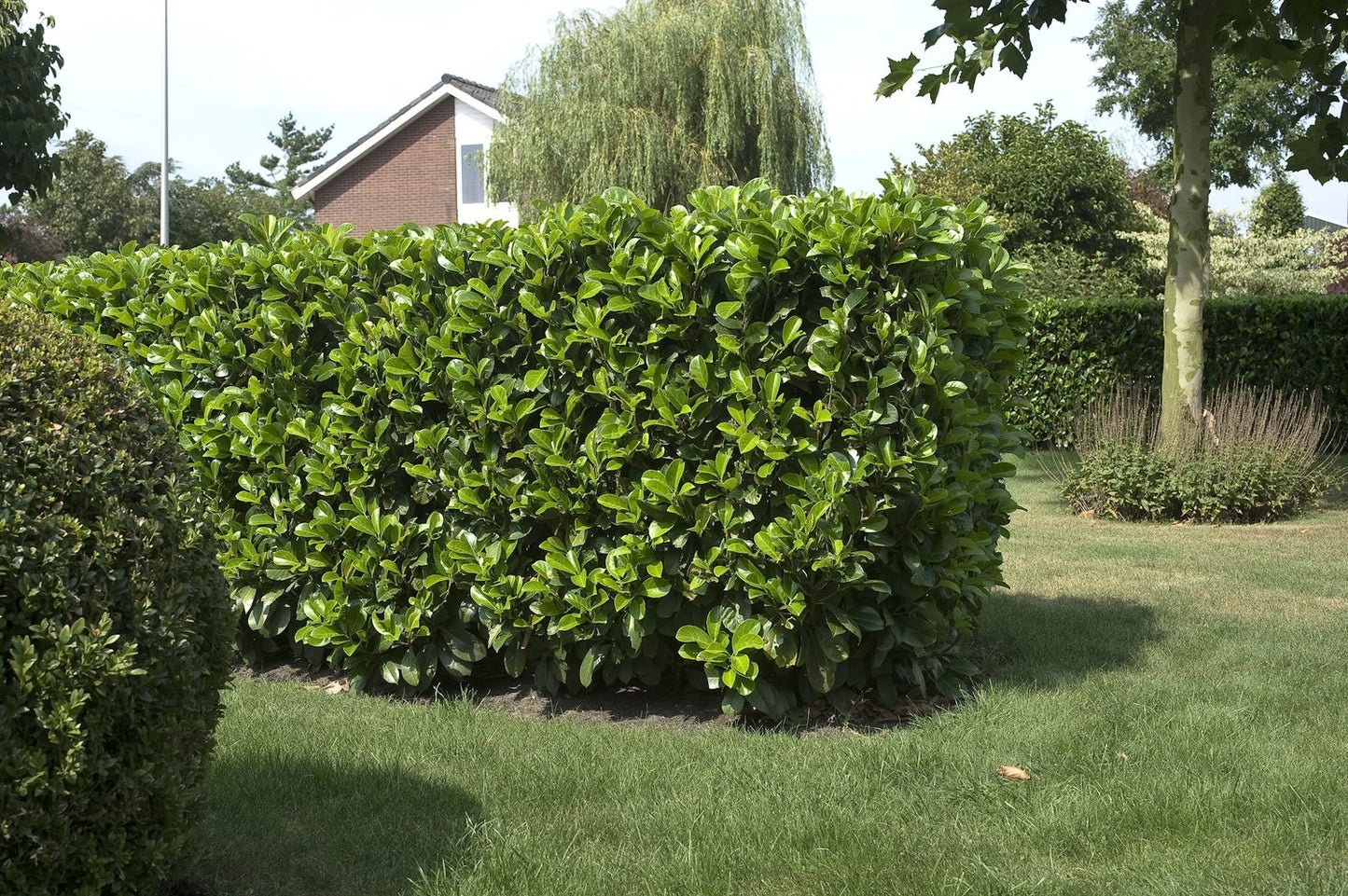 Prunus laurocerasus ETNA ('Anbri')