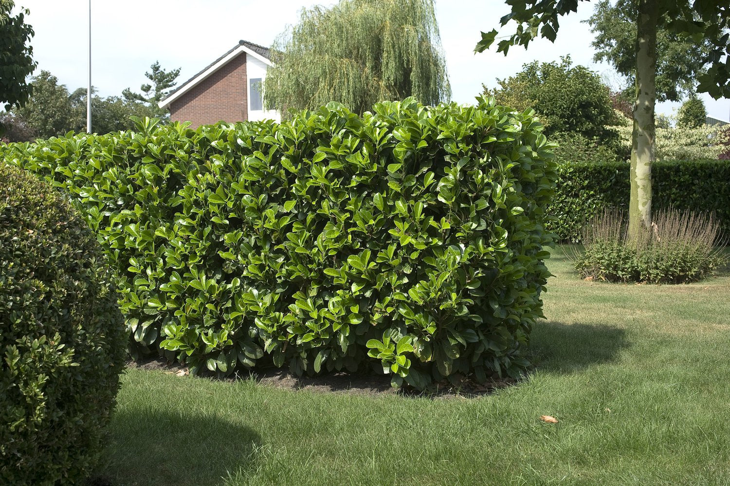 Prunus laurocerasus ETNA ('Anbri')