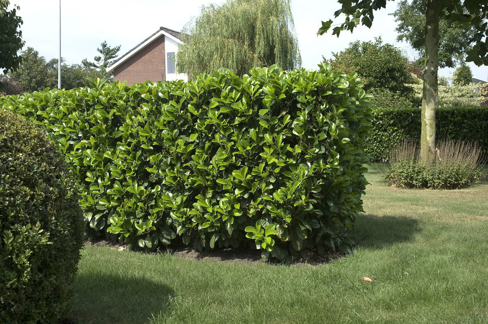 Prunus laurocerasus ETNA ('Anbri')