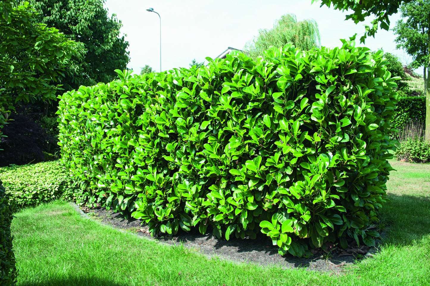 Prunus laurocerasus ETNA ('Anbri')
