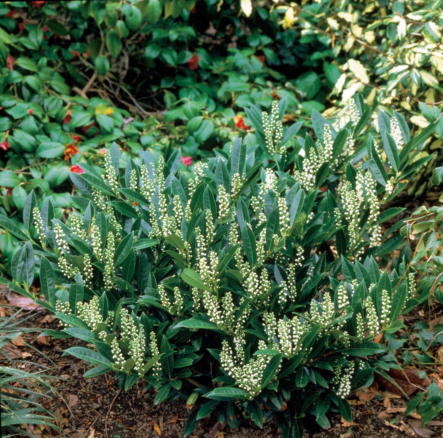 Prunus laurocerasus 'Otto Luyken'