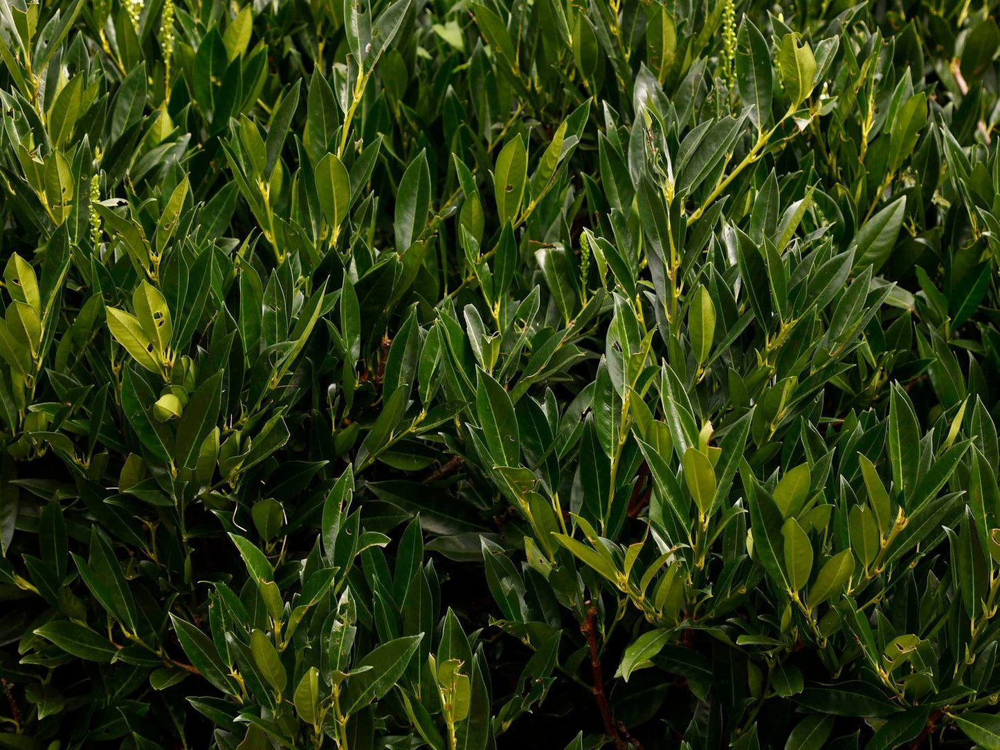 Prunus laurocerasus 'Otto Luyken'