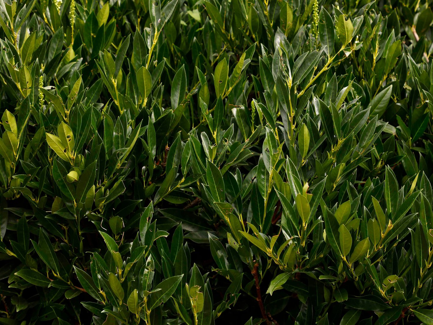 Prunus laurocerasus 'Otto Luyken'