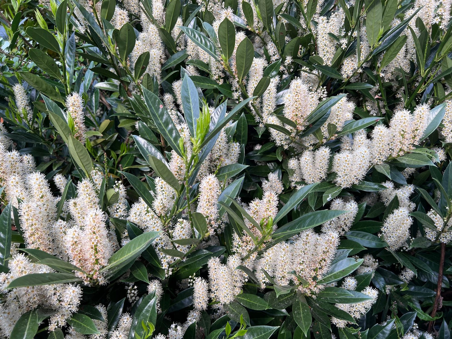 Prunus laurocerasus 'Otto Luyken'