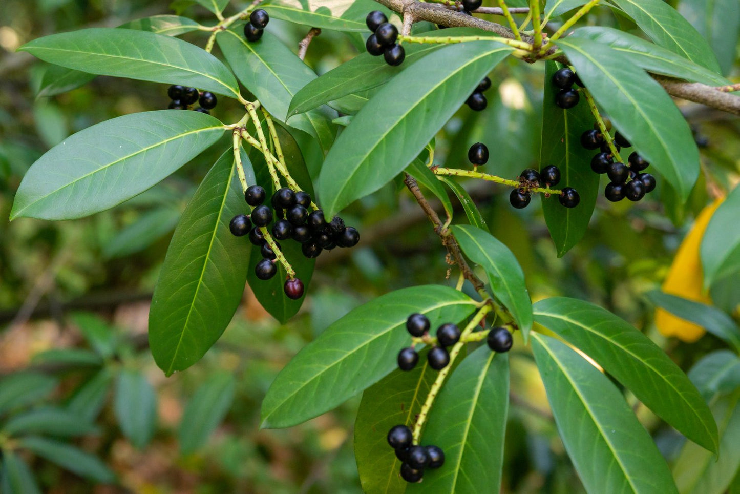 Prunus laurocerasus 'Otto Luyken'