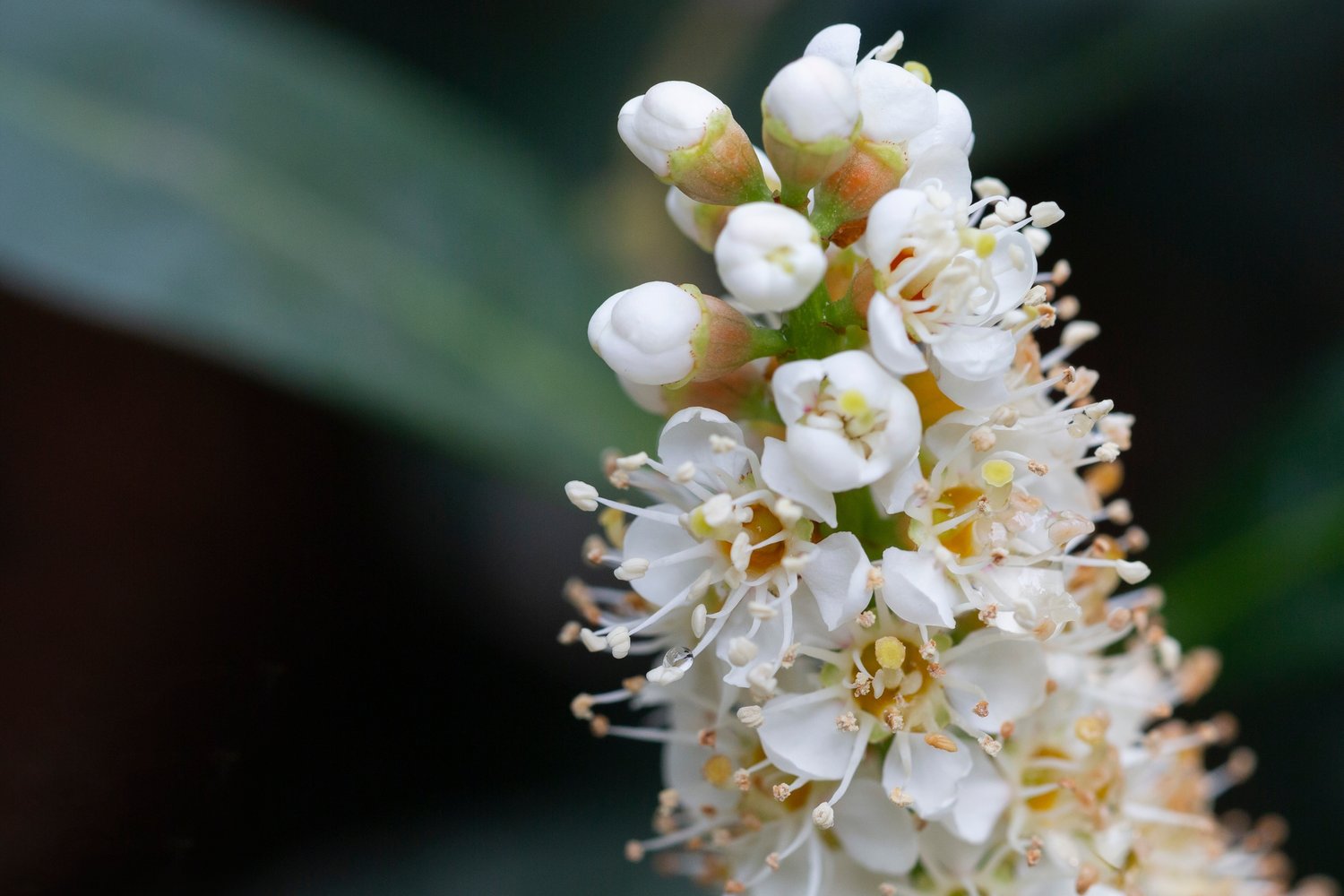 Prunus laurocerasus 'Otto Luyken'