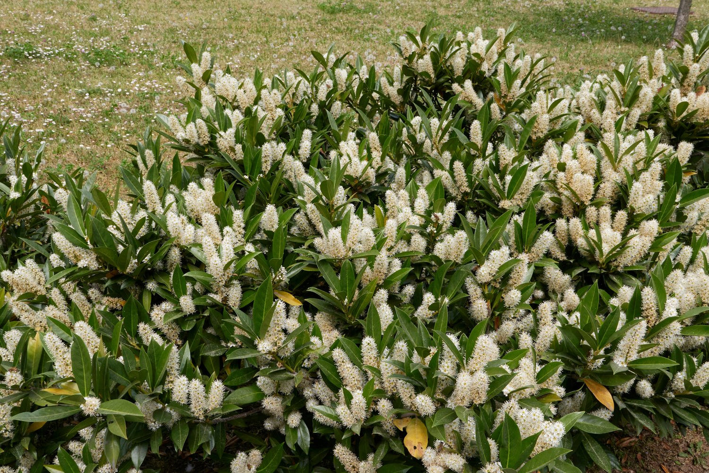 Prunus laurocerasus 'Otto Luyken'