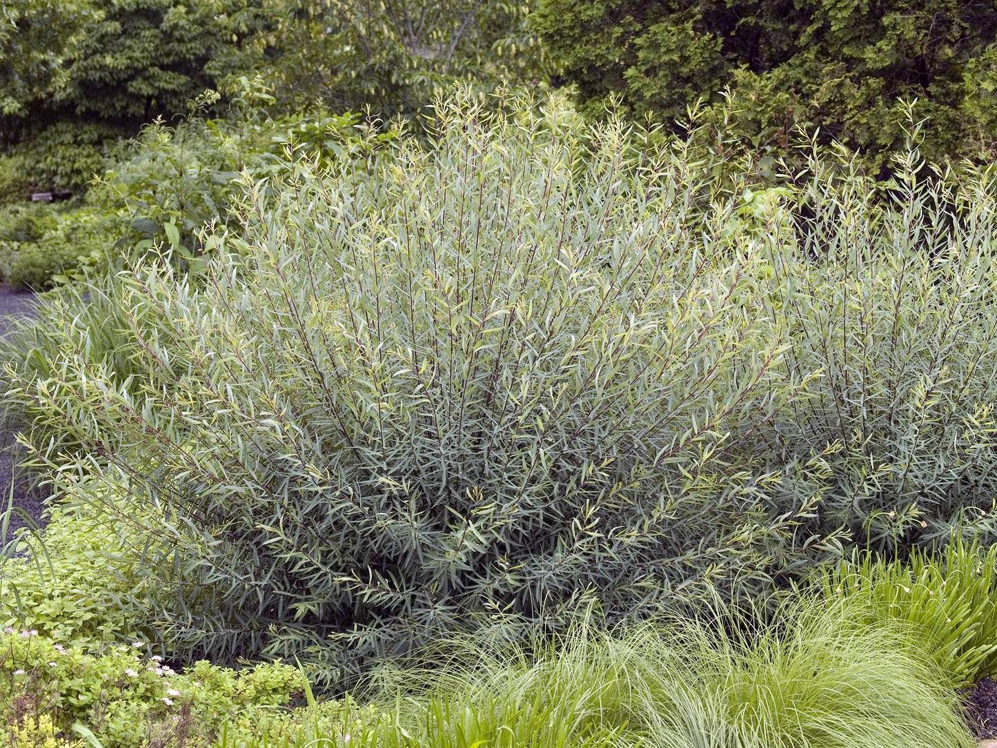 Salix purpurea