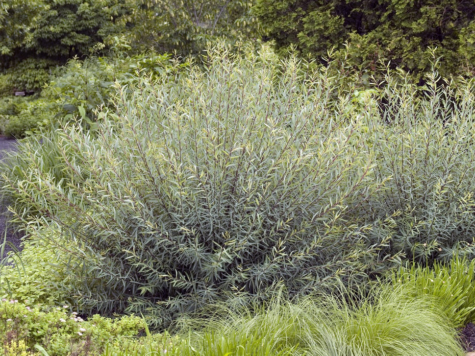 Salix purpurea
