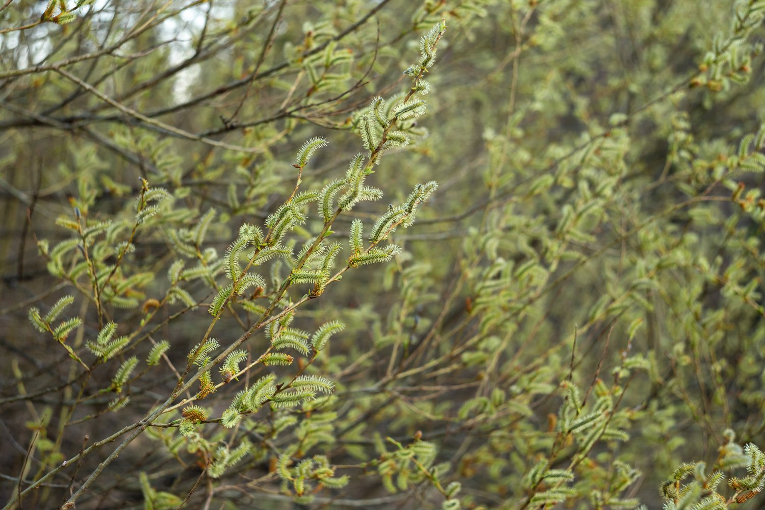 Salix purpurea